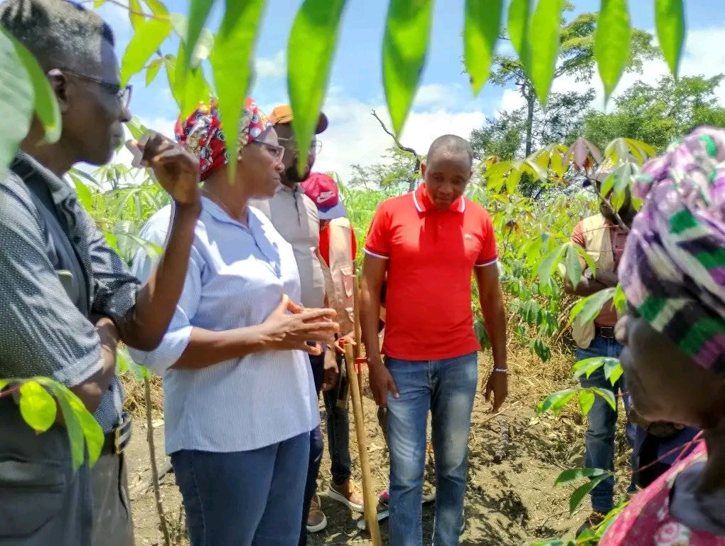 Tribalismo no município de Kibaxi retira vários agricultores provenientes do sul de Angola